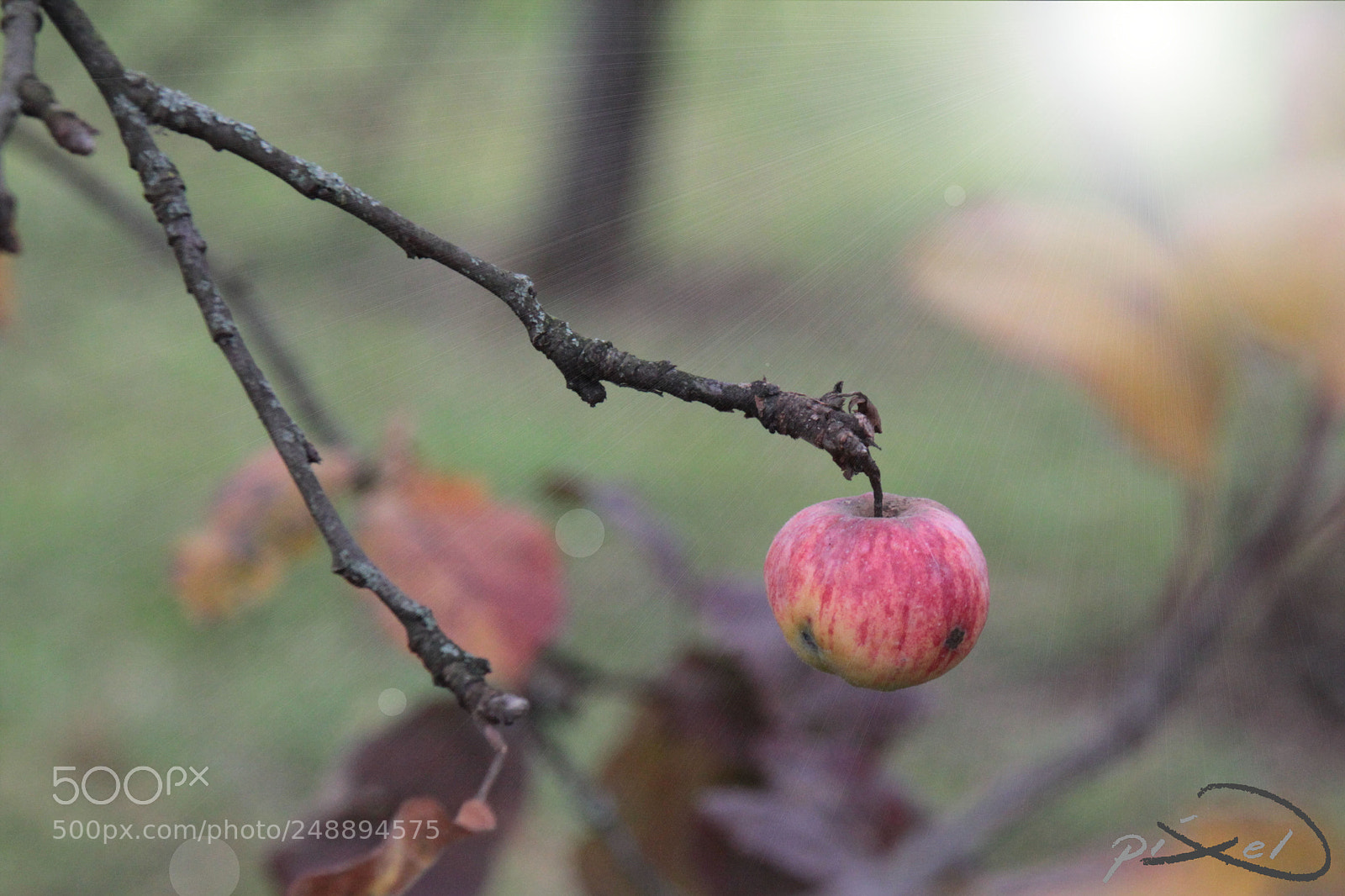 Canon EOS 60D sample photo. Apfel herbst pp photography