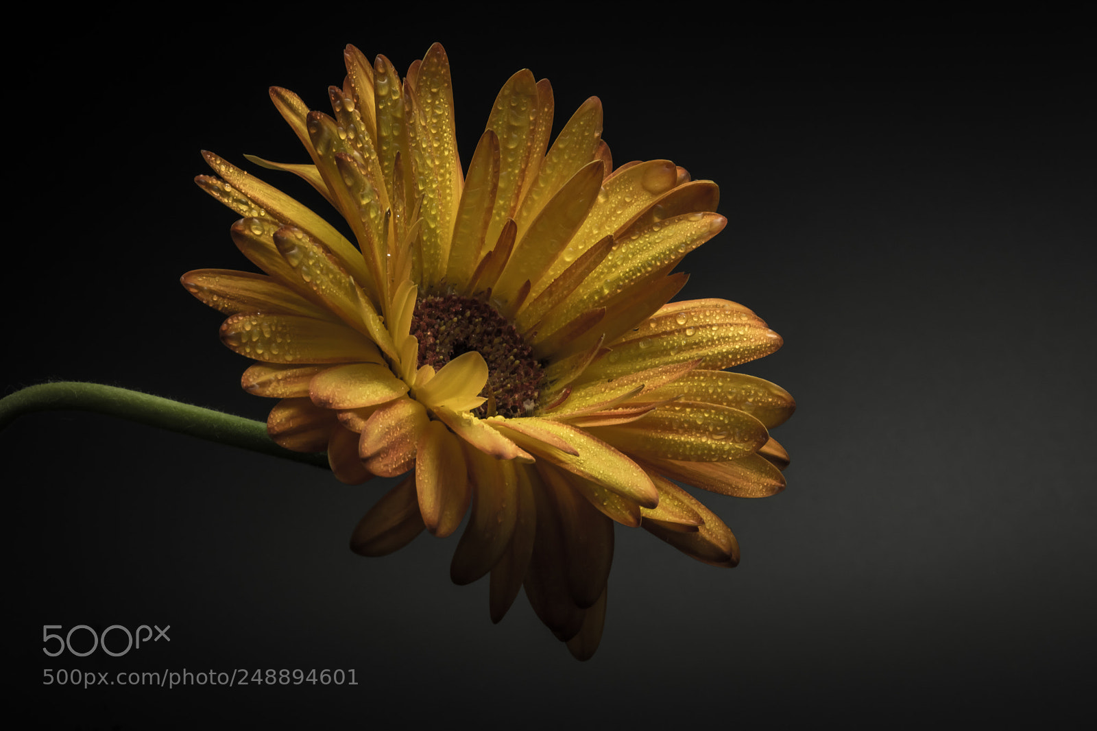 Nikon D5200 sample photo. Yellow flora photography