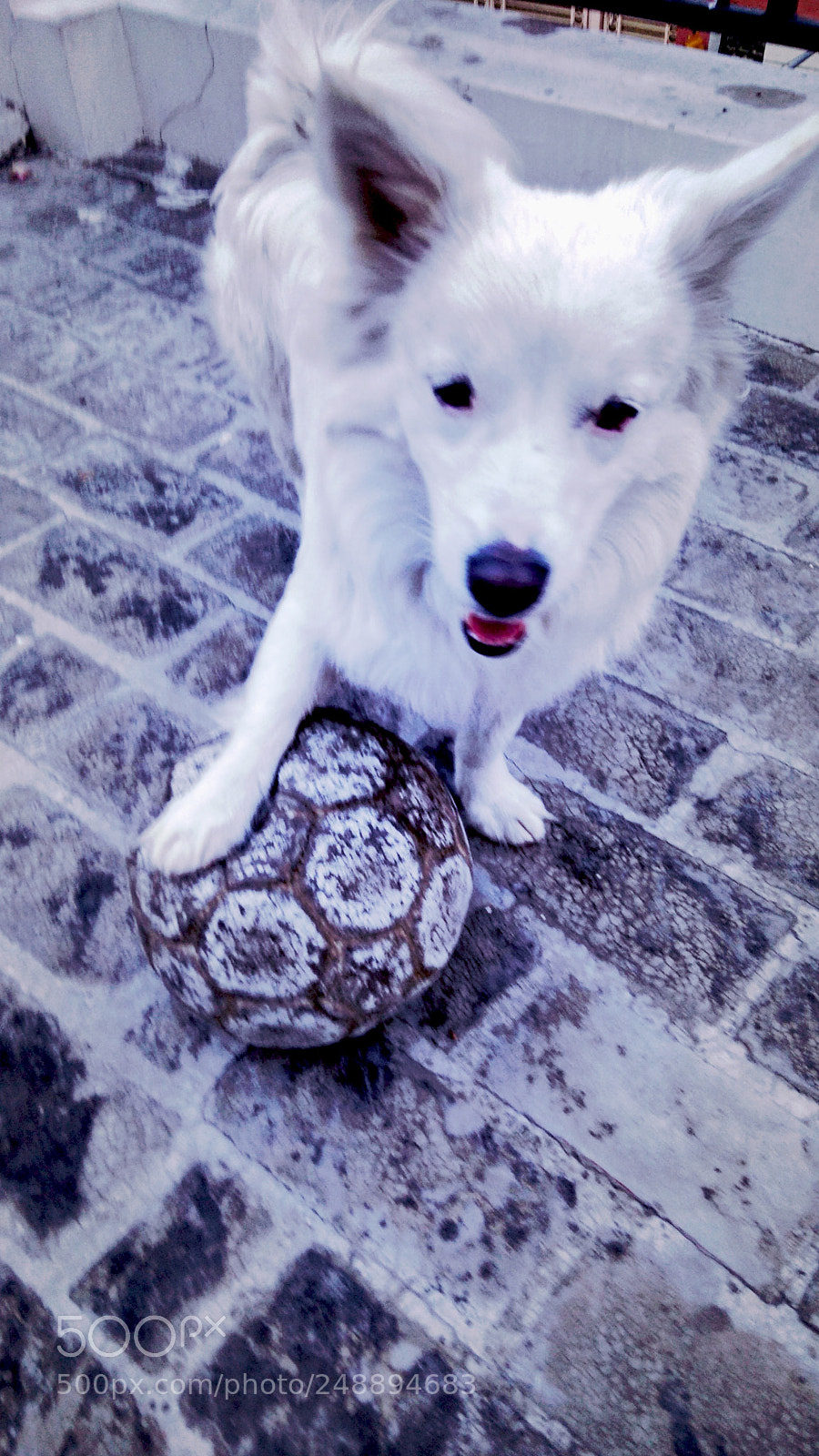 Xiaomi Redmi Note 4 sample photo. White photography