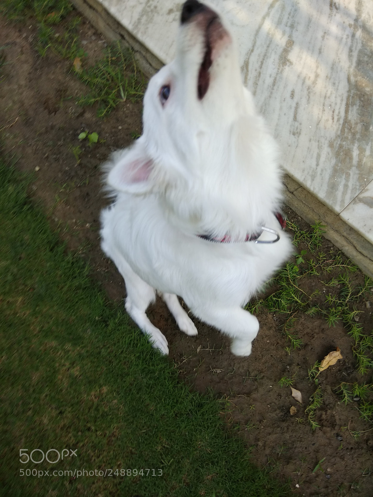 Xiaomi Redmi Note 4 sample photo. Dog photography