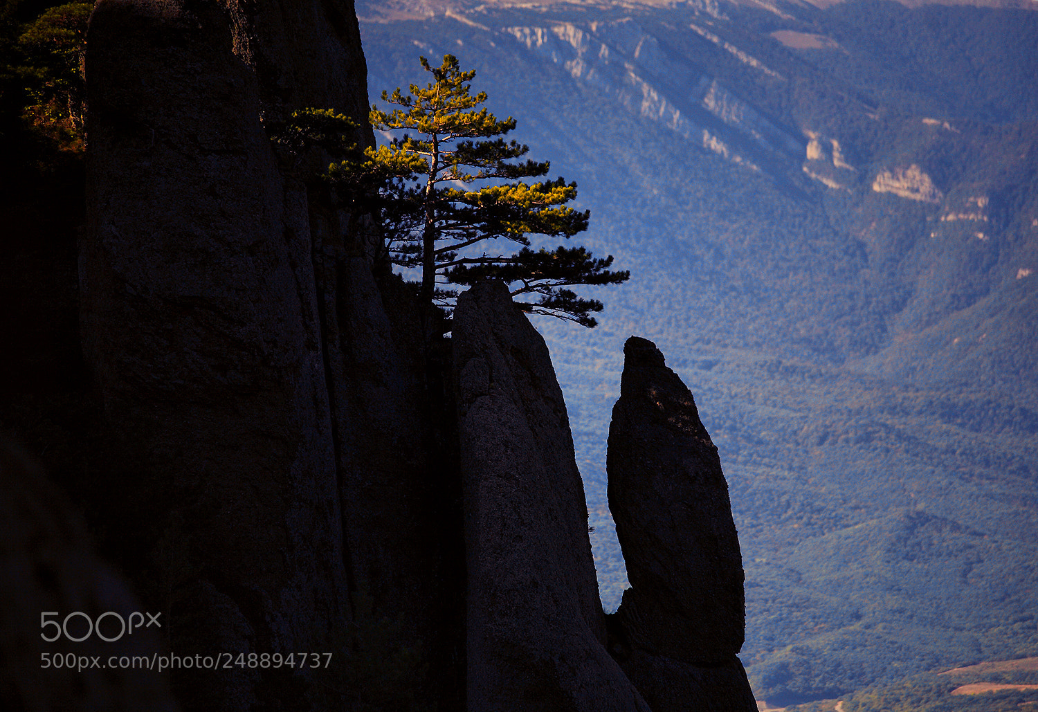 Canon EOS 5D sample photo. Pine on the rocks photography