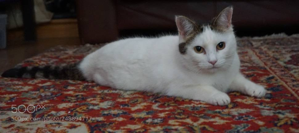 Sony a6000 sample photo. Rescue cat with feline photography