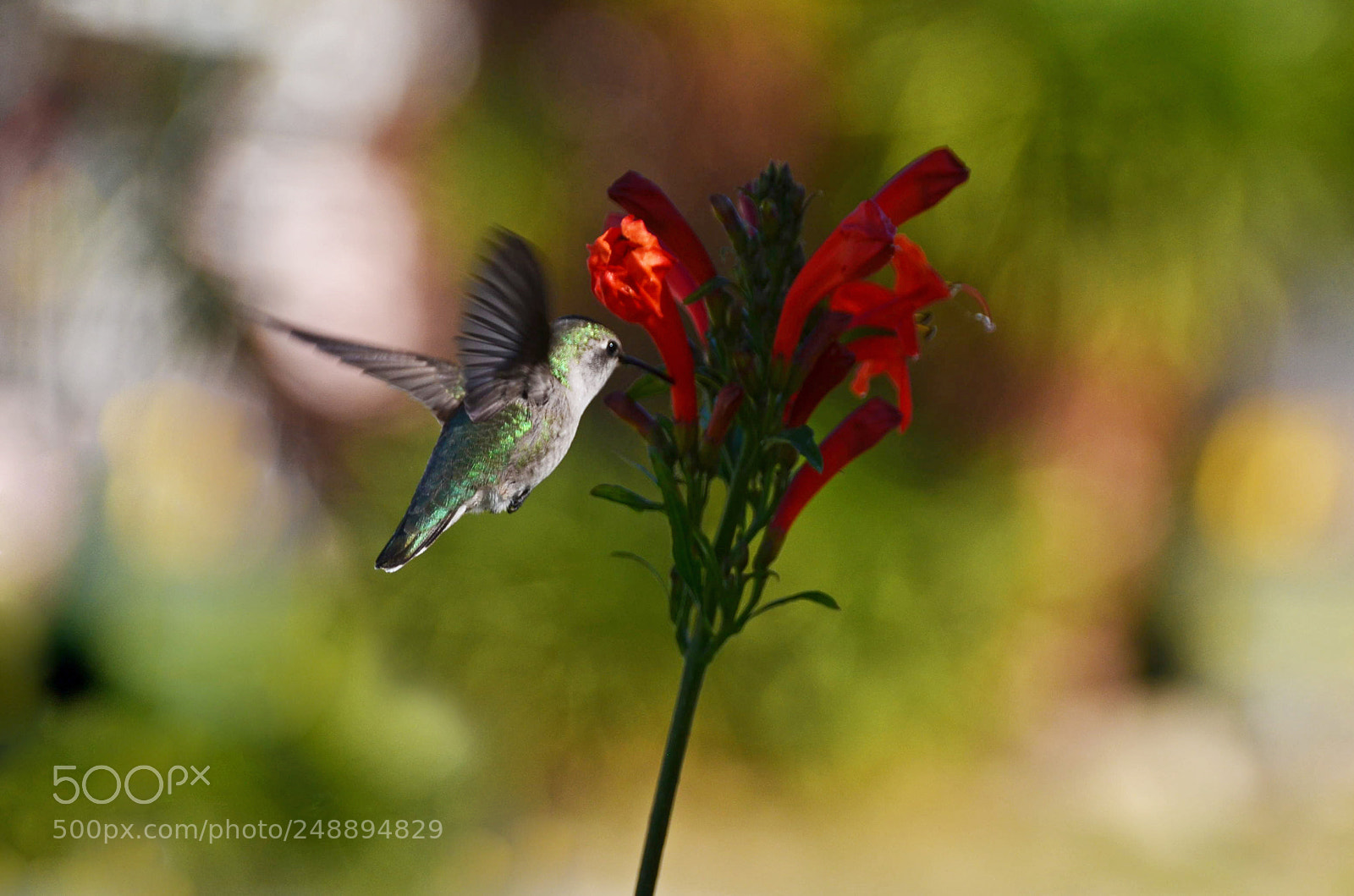 Nikon D5100 sample photo. Hummingbird photography