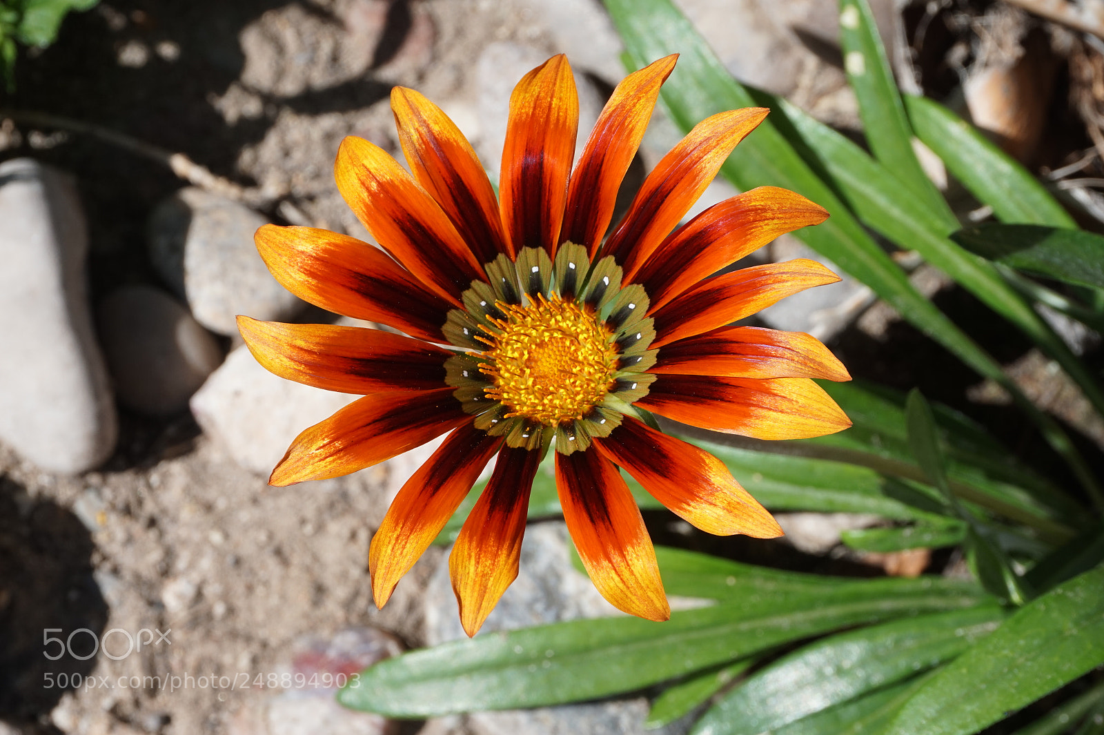 Sony Alpha a5000 (ILCE 5000) sample photo. Colorful flower photography