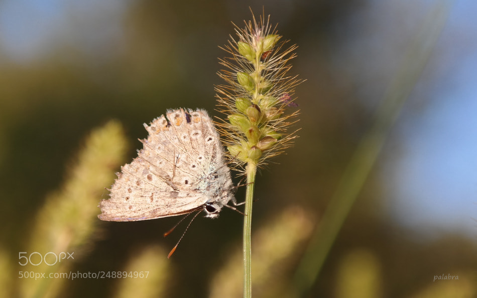 Samsung NX30 sample photo. ... photography