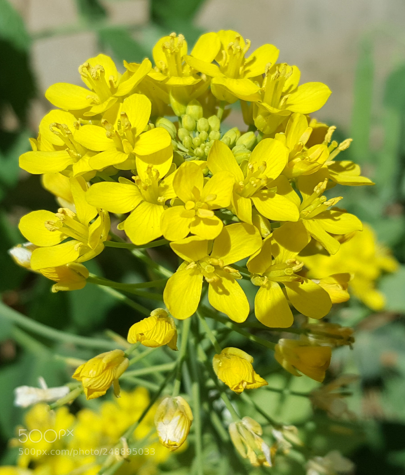 Samsung Galaxy Note5 sample photo. Yellow blossom photography