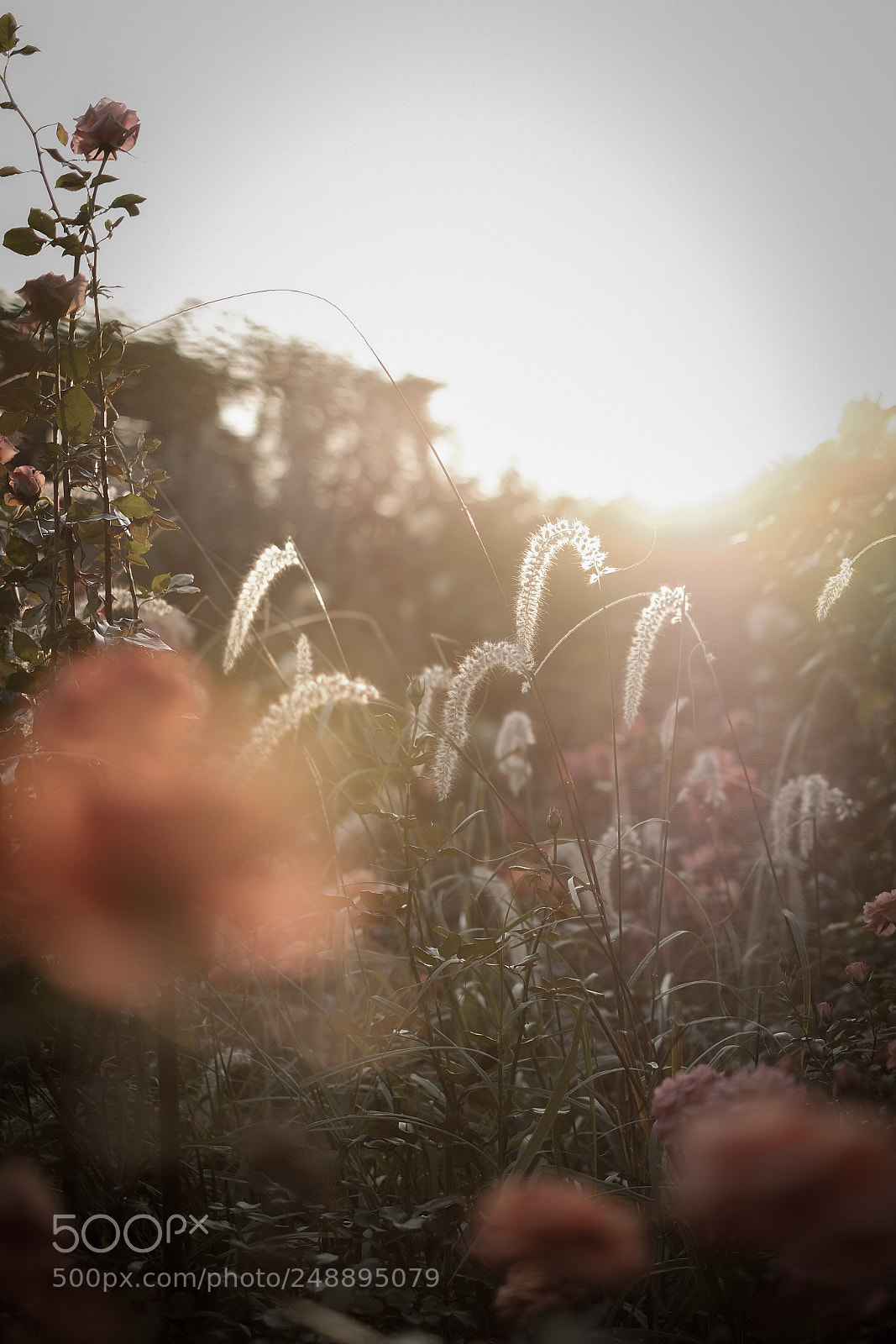 Fujifilm X-T2 sample photo. Untitled photography