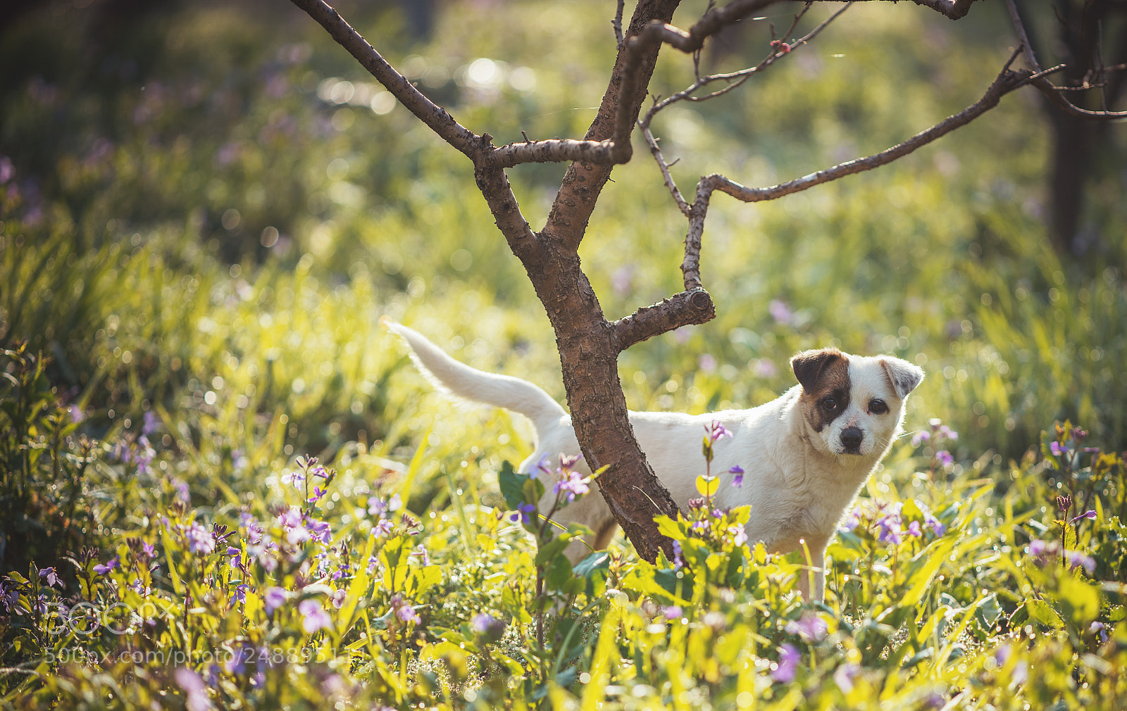 Nikon D810 sample photo. Dog's eyes photography
