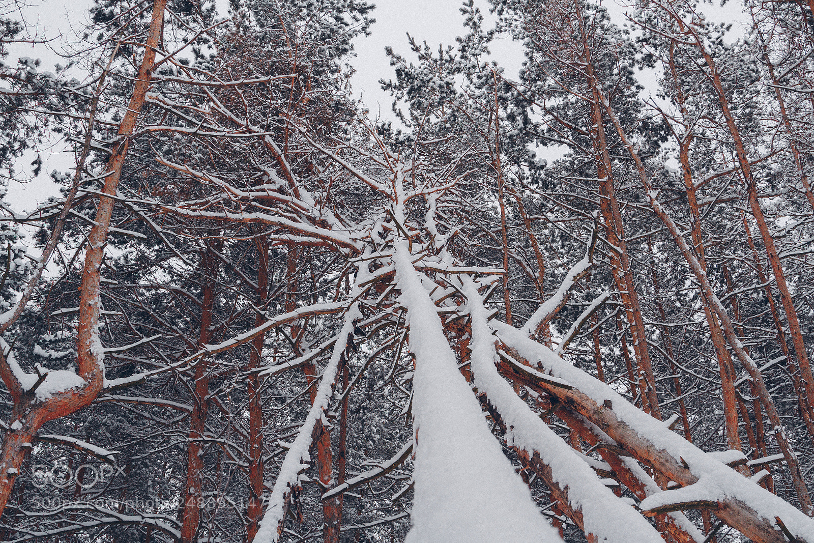 Canon EOS 7D sample photo. Snowfall photography