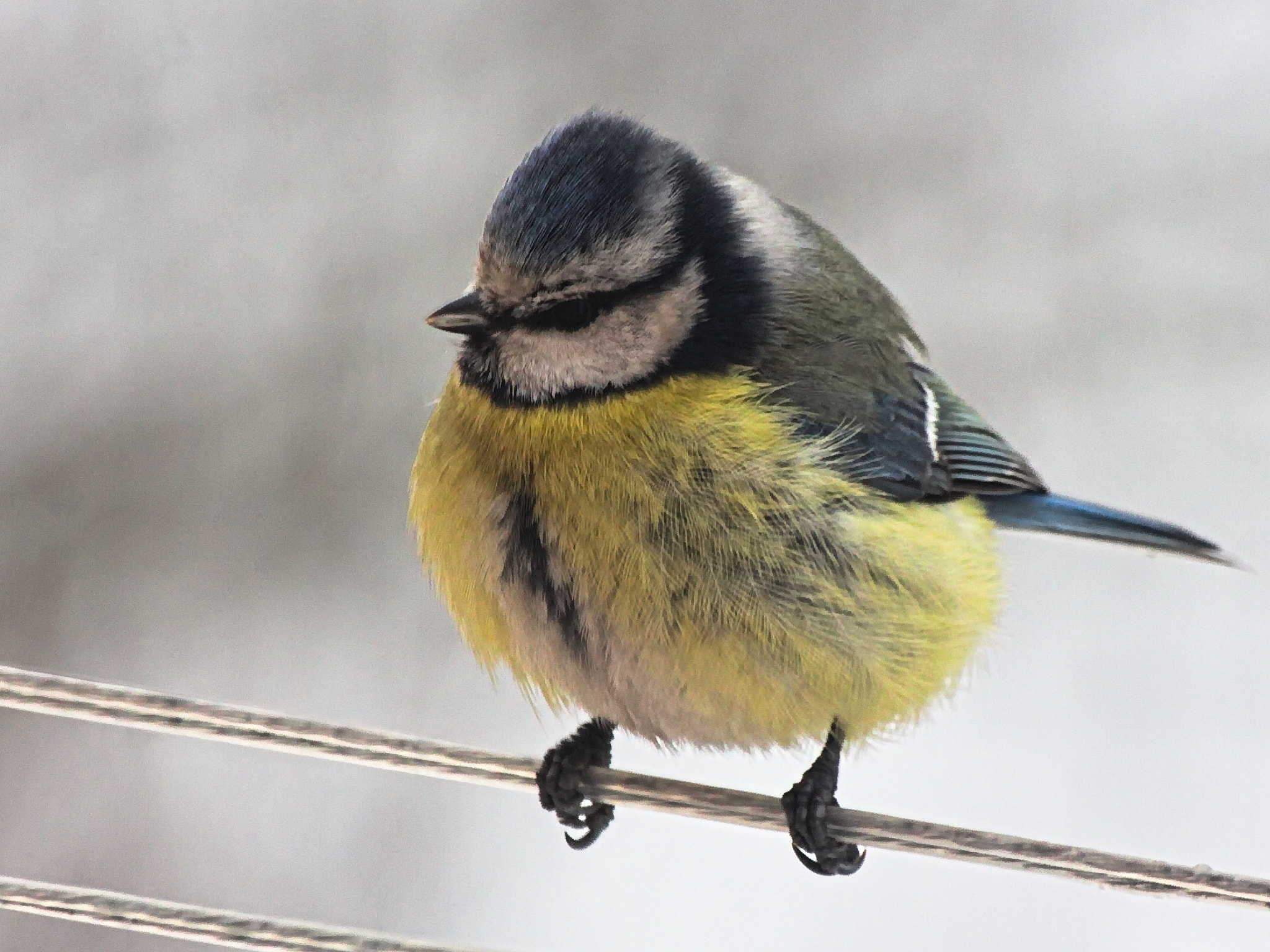 Sigma 70-300mm F4-5.6 APO DG Macro sample photo. Birds on wires :) photography