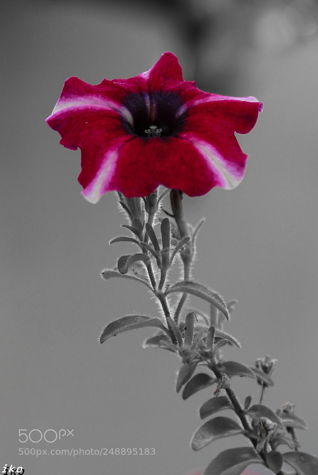 Canon EOS 700D (EOS Rebel T5i / EOS Kiss X7i) sample photo. Flower photography