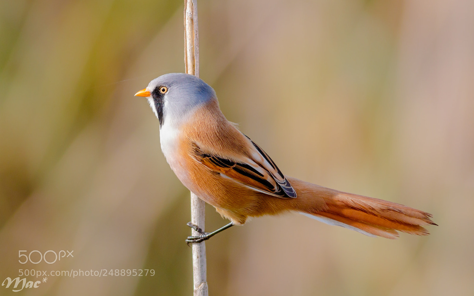 Canon EOS 7D Mark II sample photo. Bearded reedling photography