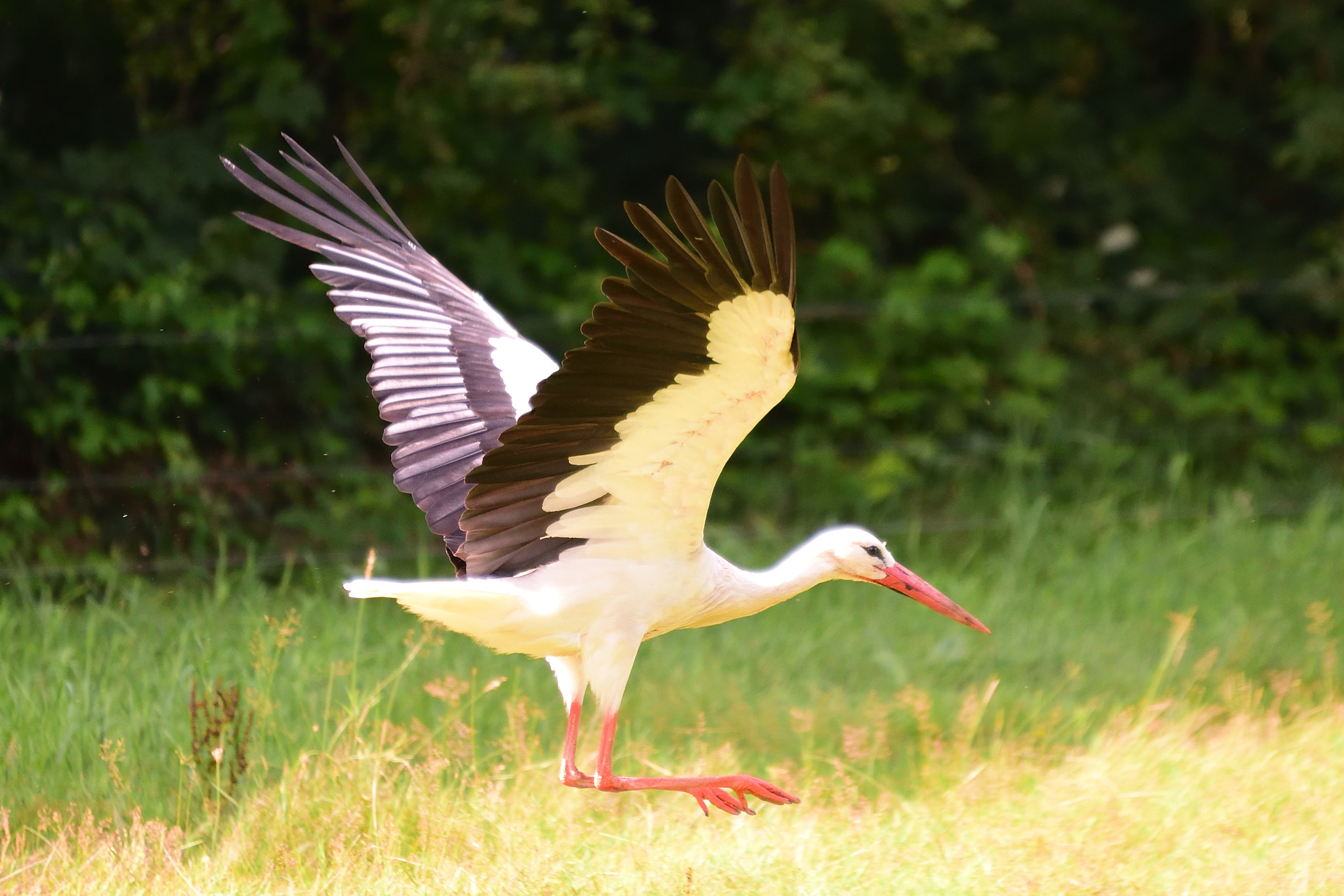 Sigma 70-200mm F2.8 EX DG OS HSM sample photo. Stork photography