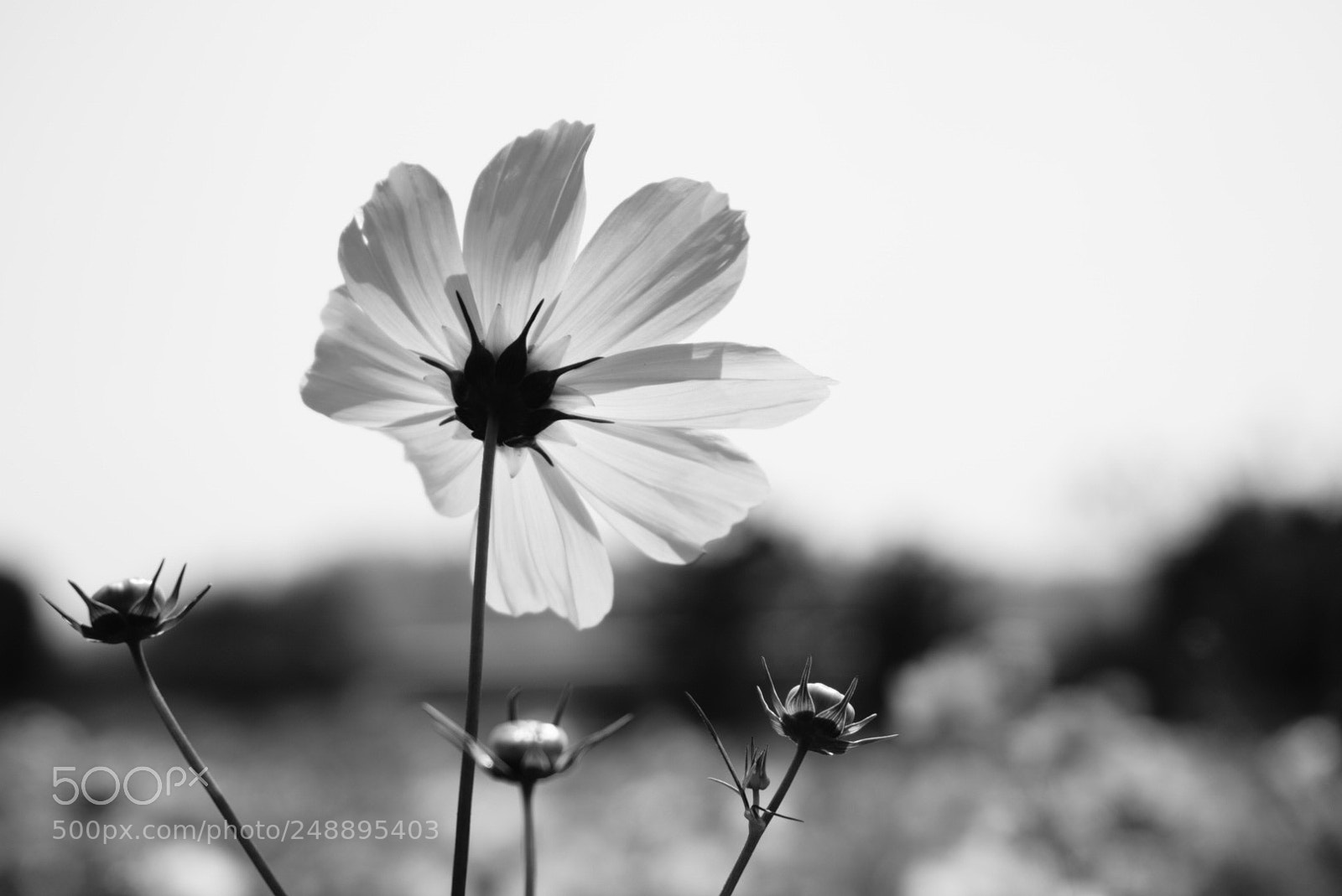 Sony a6000 sample photo. Radar to cosmos photography