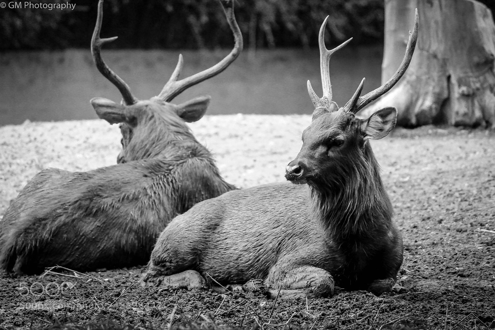 Canon EOS 1200D (EOS Rebel T5 / EOS Kiss X70 / EOS Hi) sample photo. Wildlife photography
