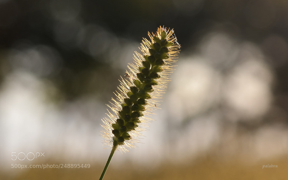 Samsung NX30 sample photo. ... photography