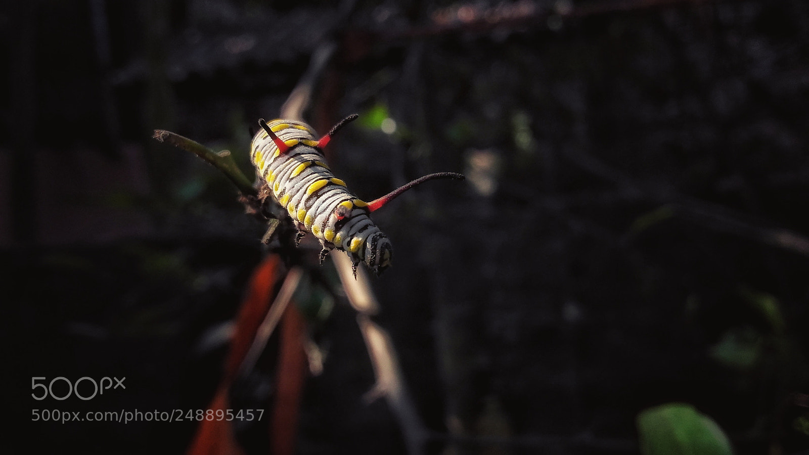 Samsung Galaxy Grand Prime sample photo. Worm photography