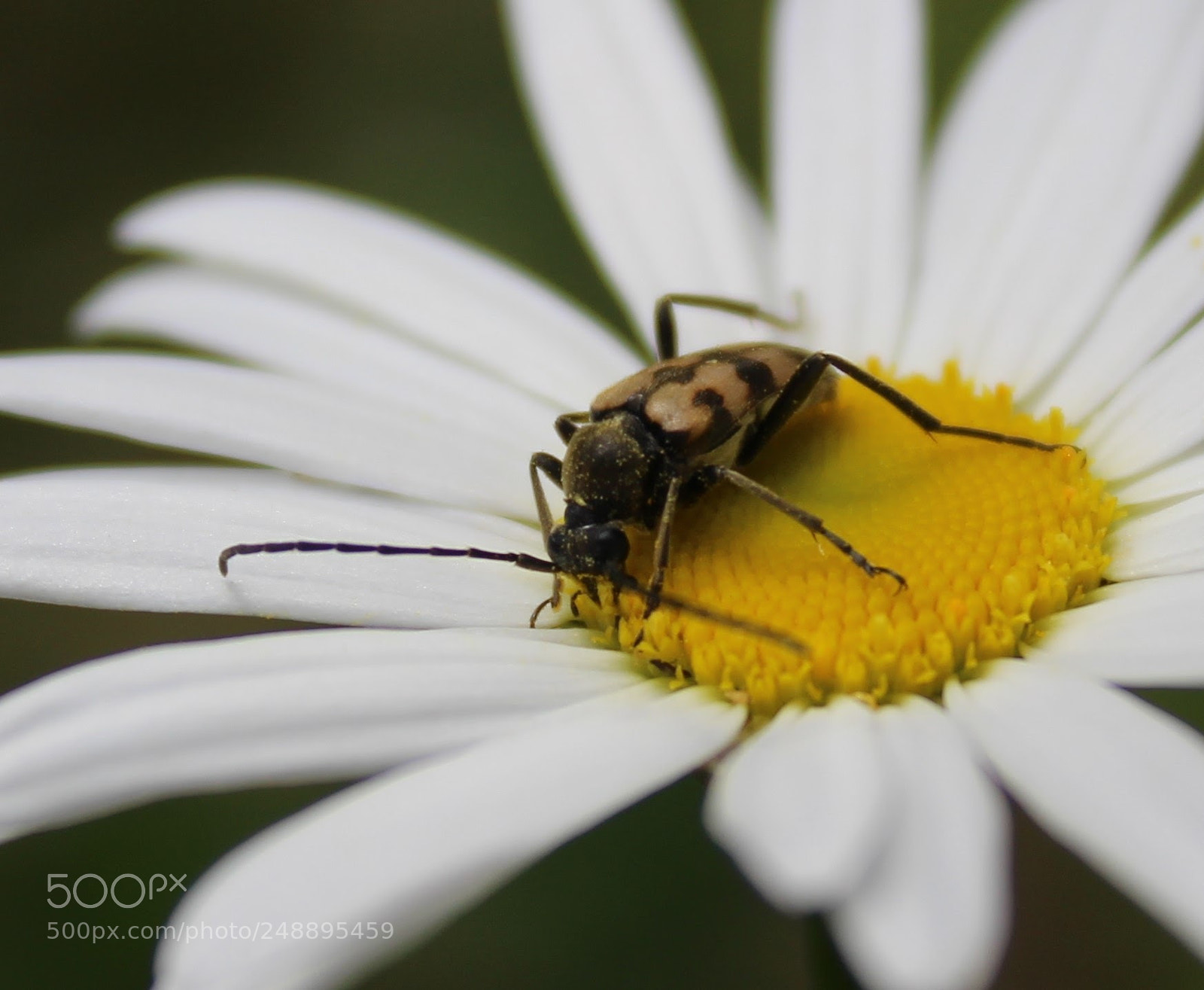 Canon EOS 700D (EOS Rebel T5i / EOS Kiss X7i) sample photo. Wild flower photography