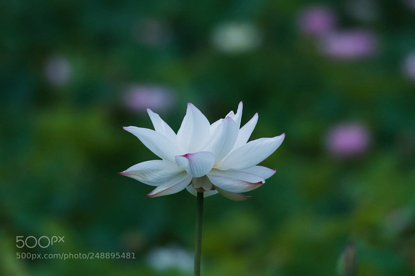Nikon D810 sample photo. Beauty photography