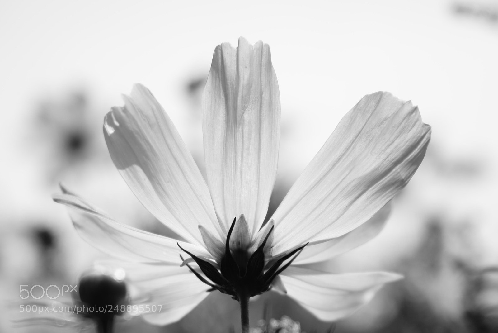 Sony a6000 sample photo. Untitled photography