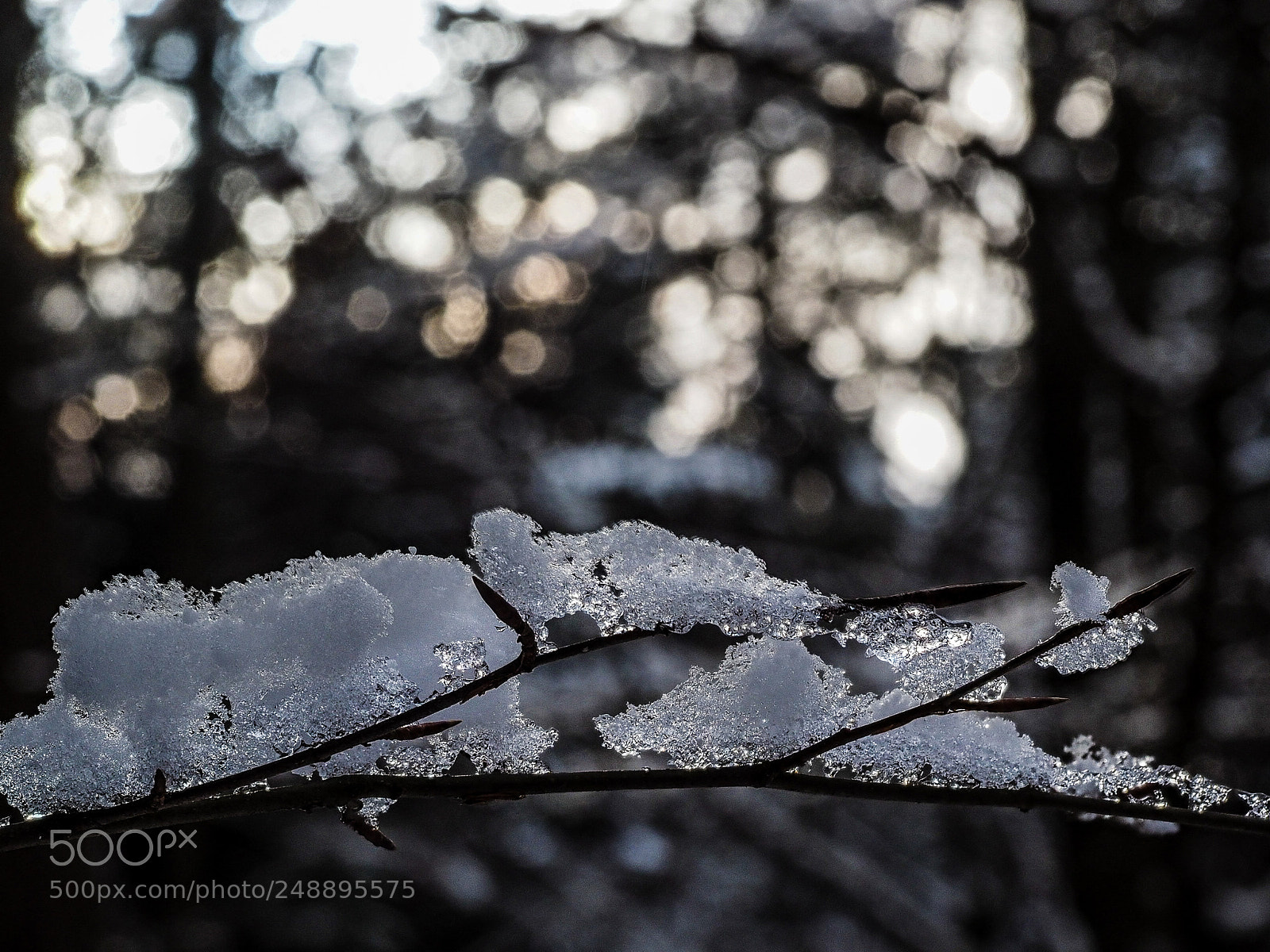 Olympus OM-D E-M1 sample photo. Twig ice 1 photography