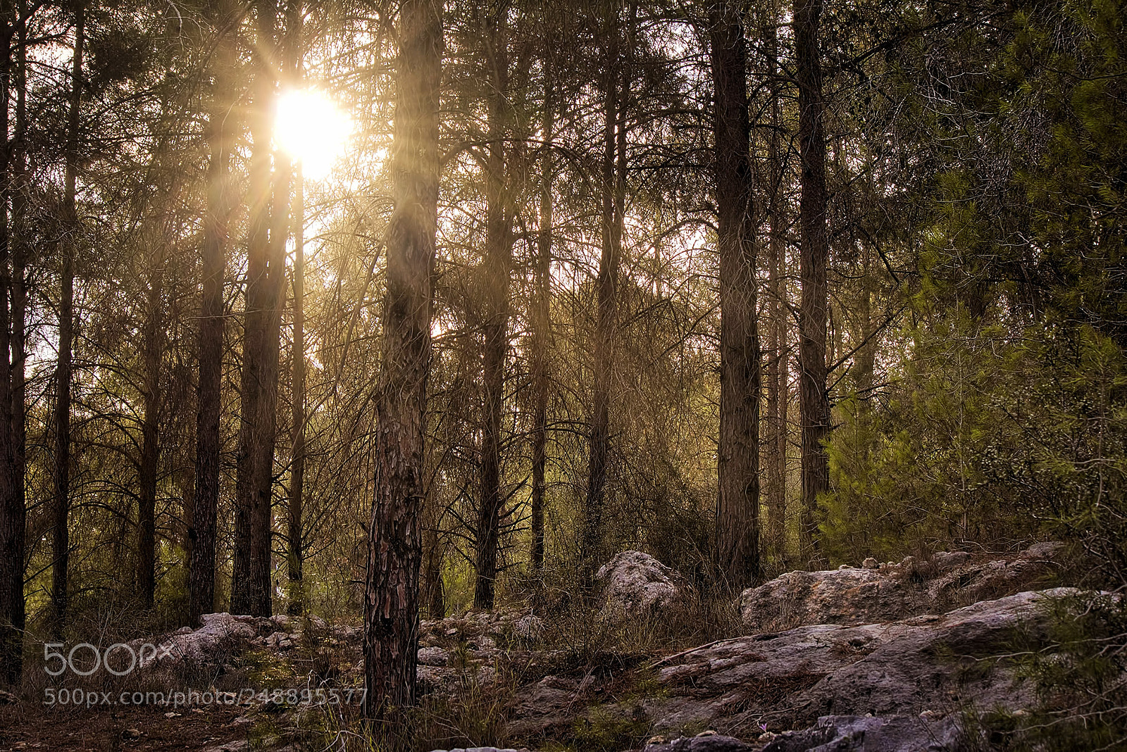 Canon EOS 700D (EOS Rebel T5i / EOS Kiss X7i) sample photo. Sunset through the trees photography