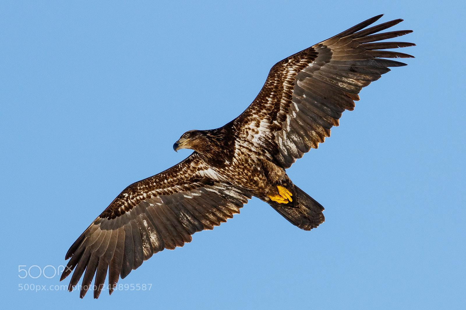 Canon EOS 7D Mark II sample photo. Juvenile bald eagle photography