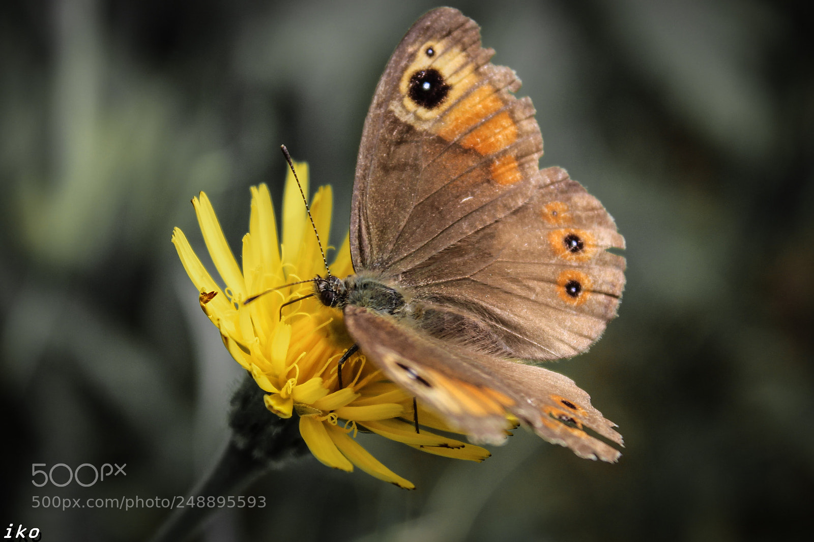 Canon EOS 700D (EOS Rebel T5i / EOS Kiss X7i) sample photo. Butterfly photography