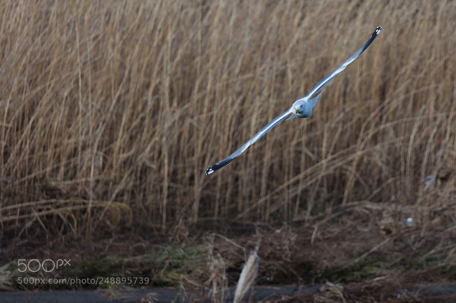 Canon EOS 5DS sample photo. Bird photography