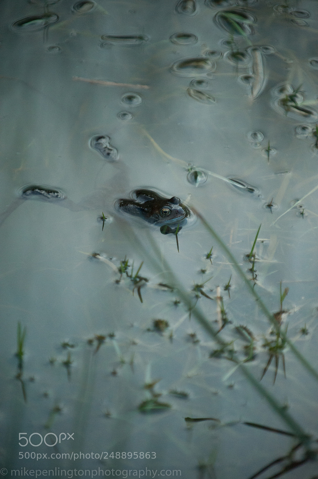 Nikon D700 sample photo. Frog in a pond photography