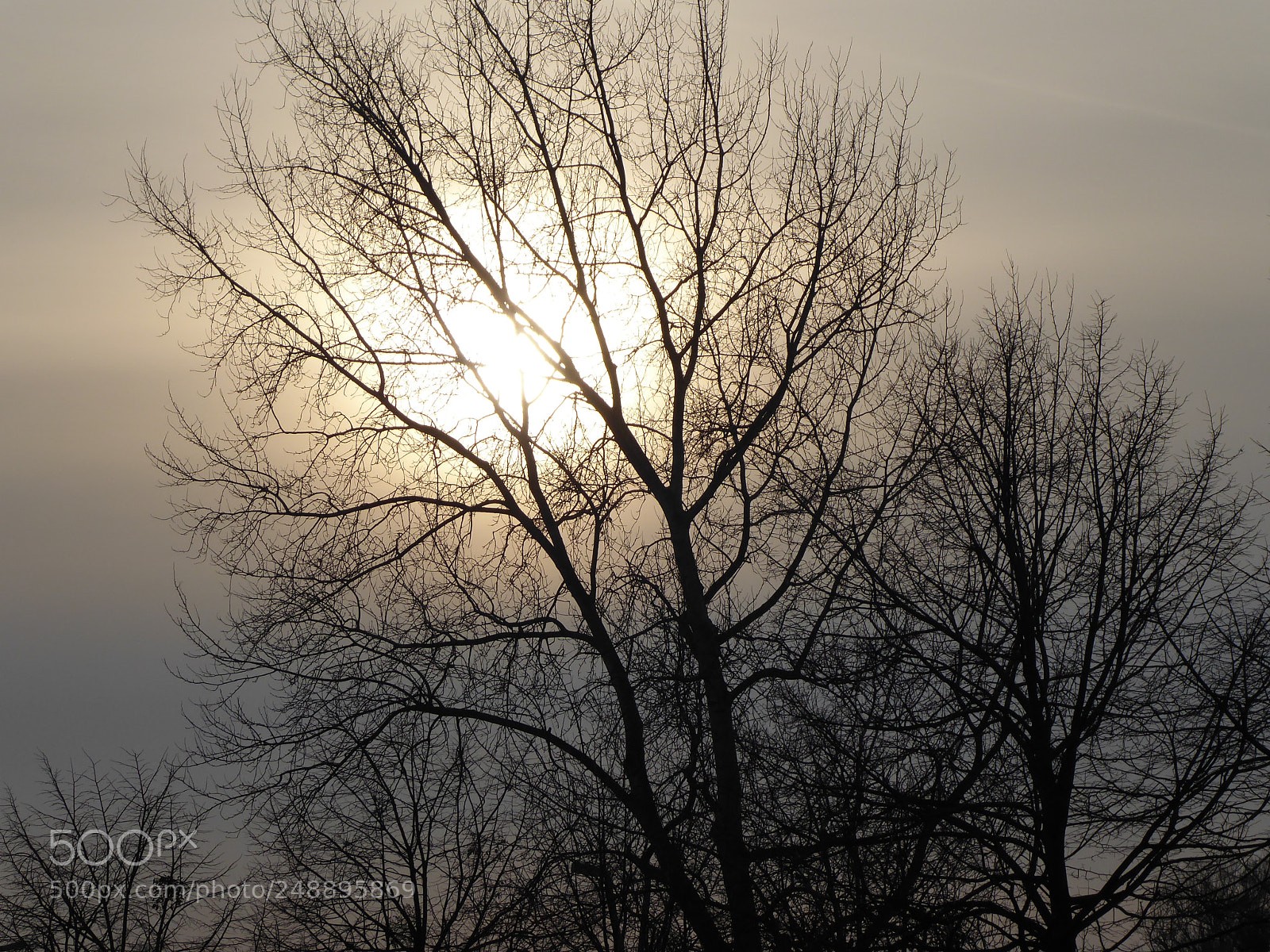 Panasonic DMC-TZ71 sample photo. Winter_sun photography