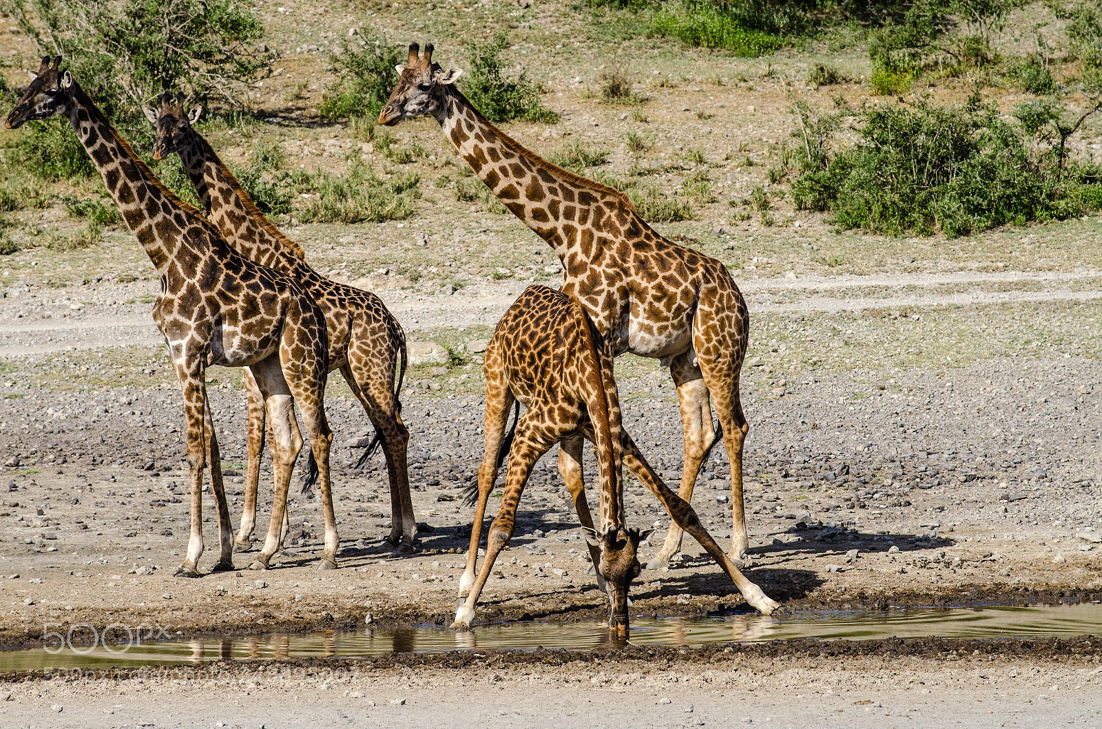 Nikon D7000 sample photo. Giraffes - one drinking photography