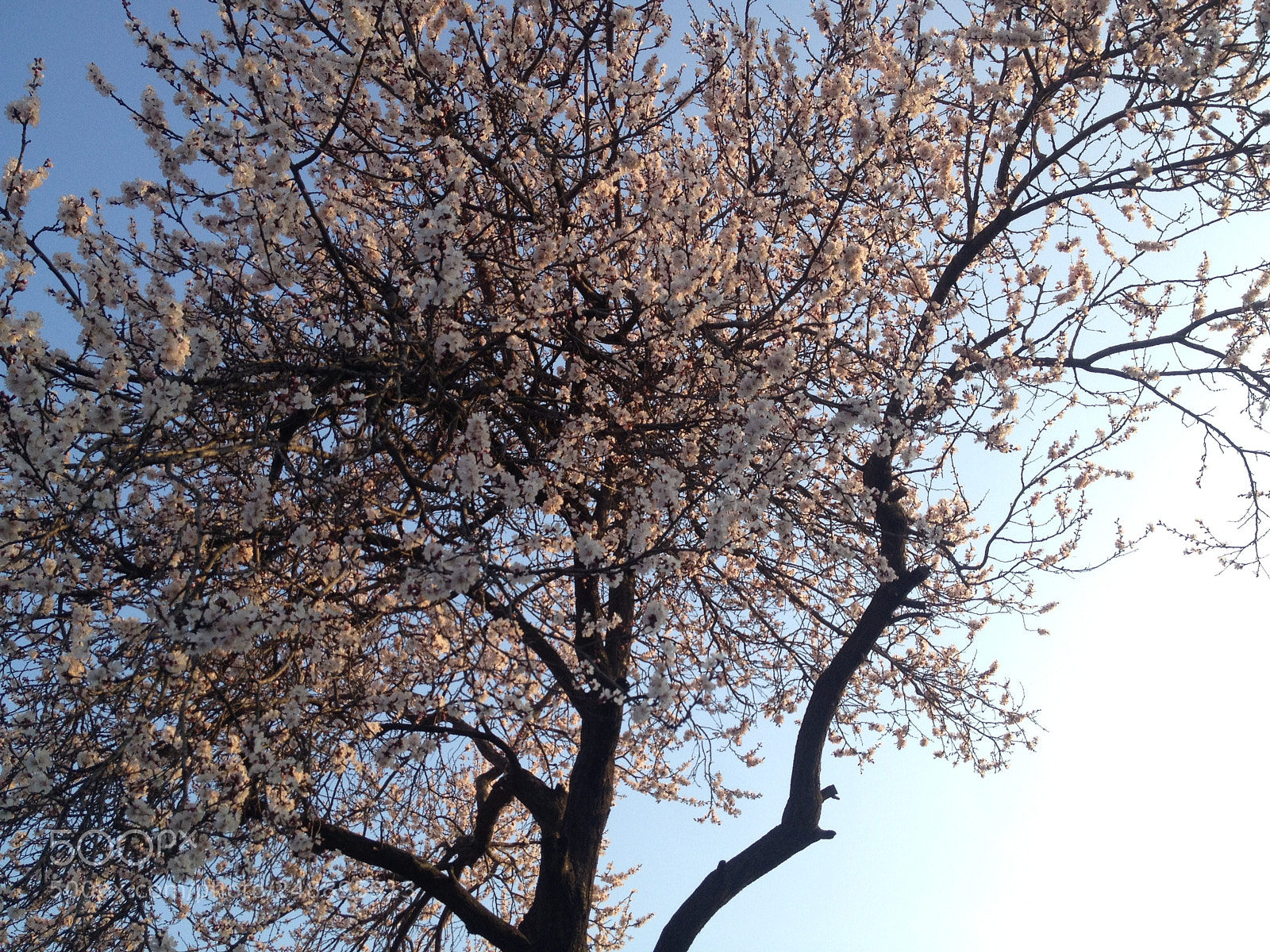 Apple iPhone 4S sample photo. Img photography