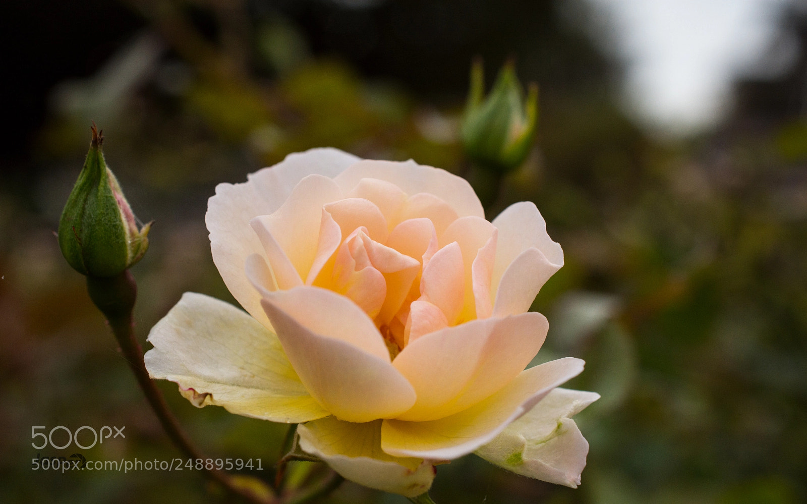 Nikon D7200 sample photo. Rose photography
