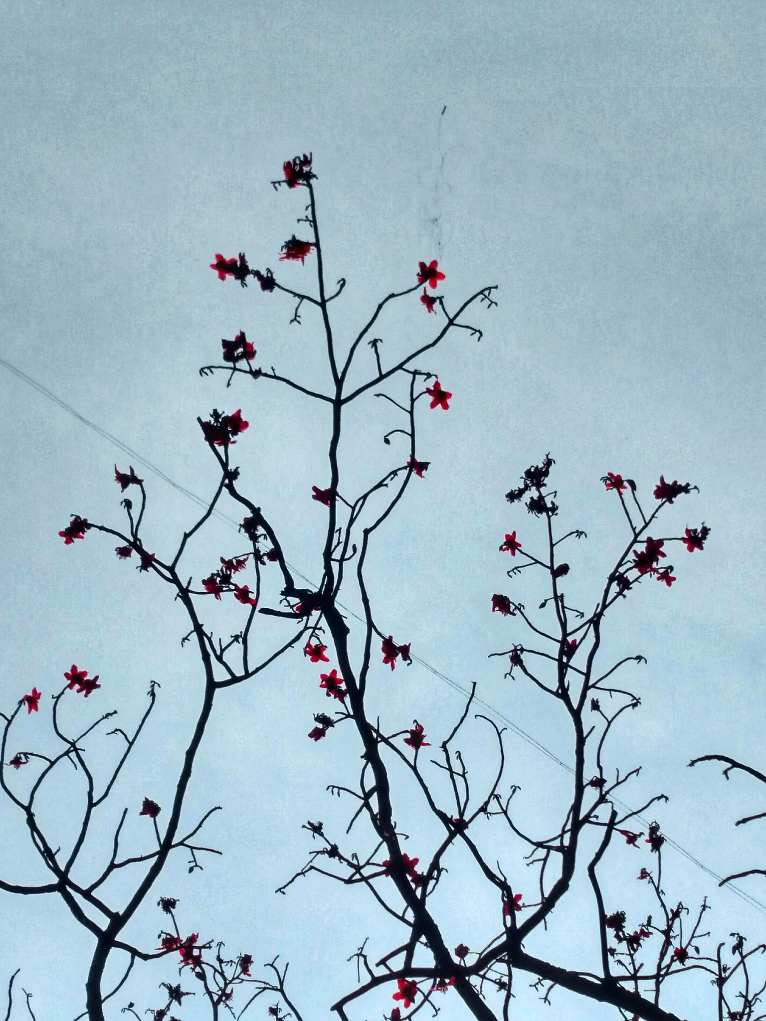 Motorola XT1225 sample photo. Branches ..... photography