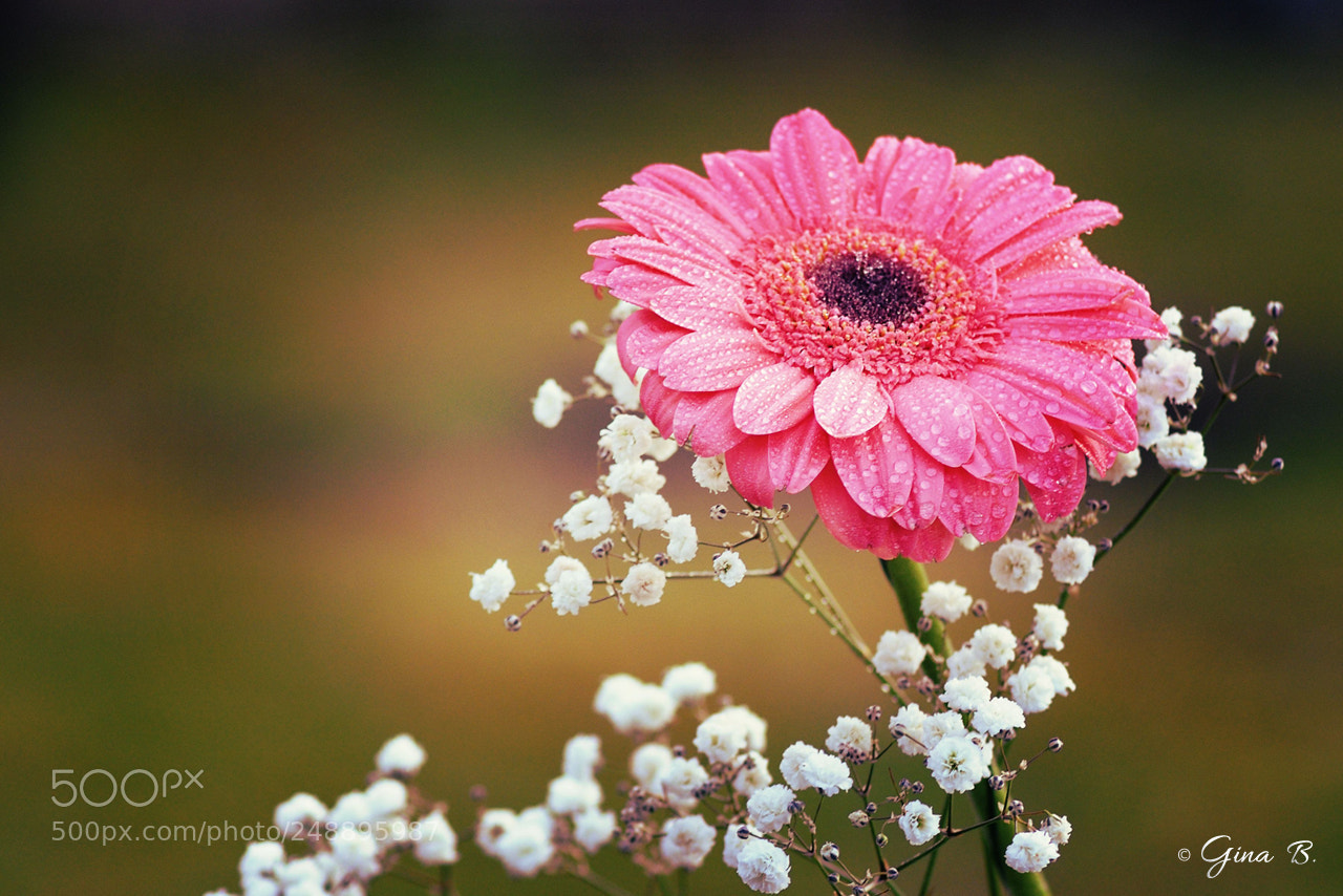Nikon D300 sample photo. Spring beginnings photography