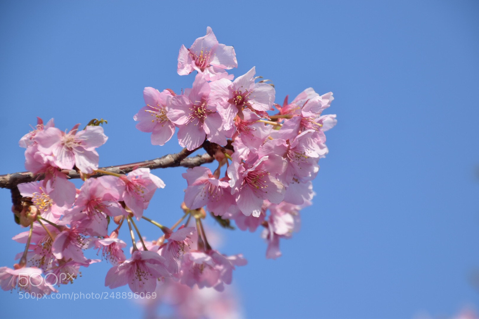Nikon D5300 sample photo. Untitled photography