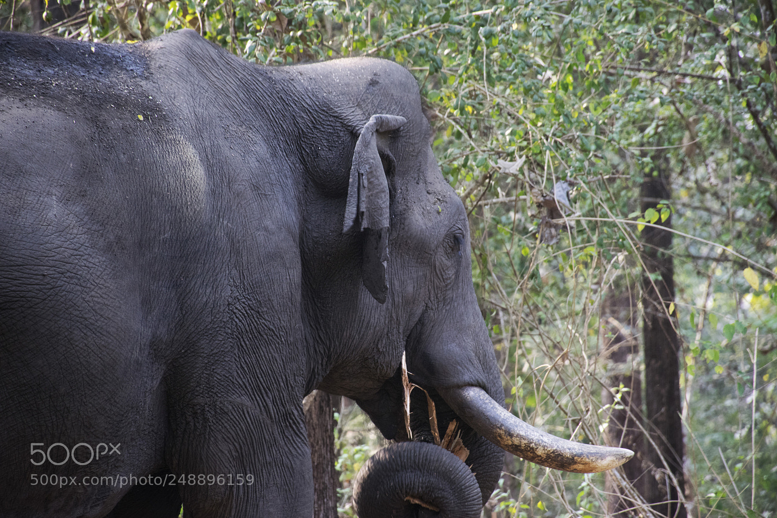Nikon D5300 sample photo. Elephant photography