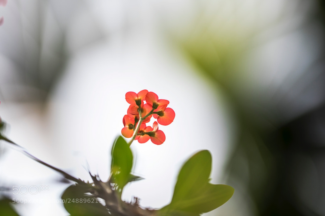 Canon EOS 5D Mark IV sample photo. A dreaming flower photography