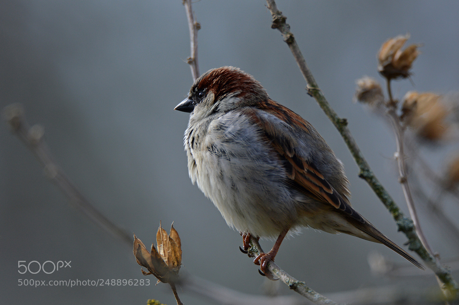 Nikon D3200 sample photo. Sparrow photography