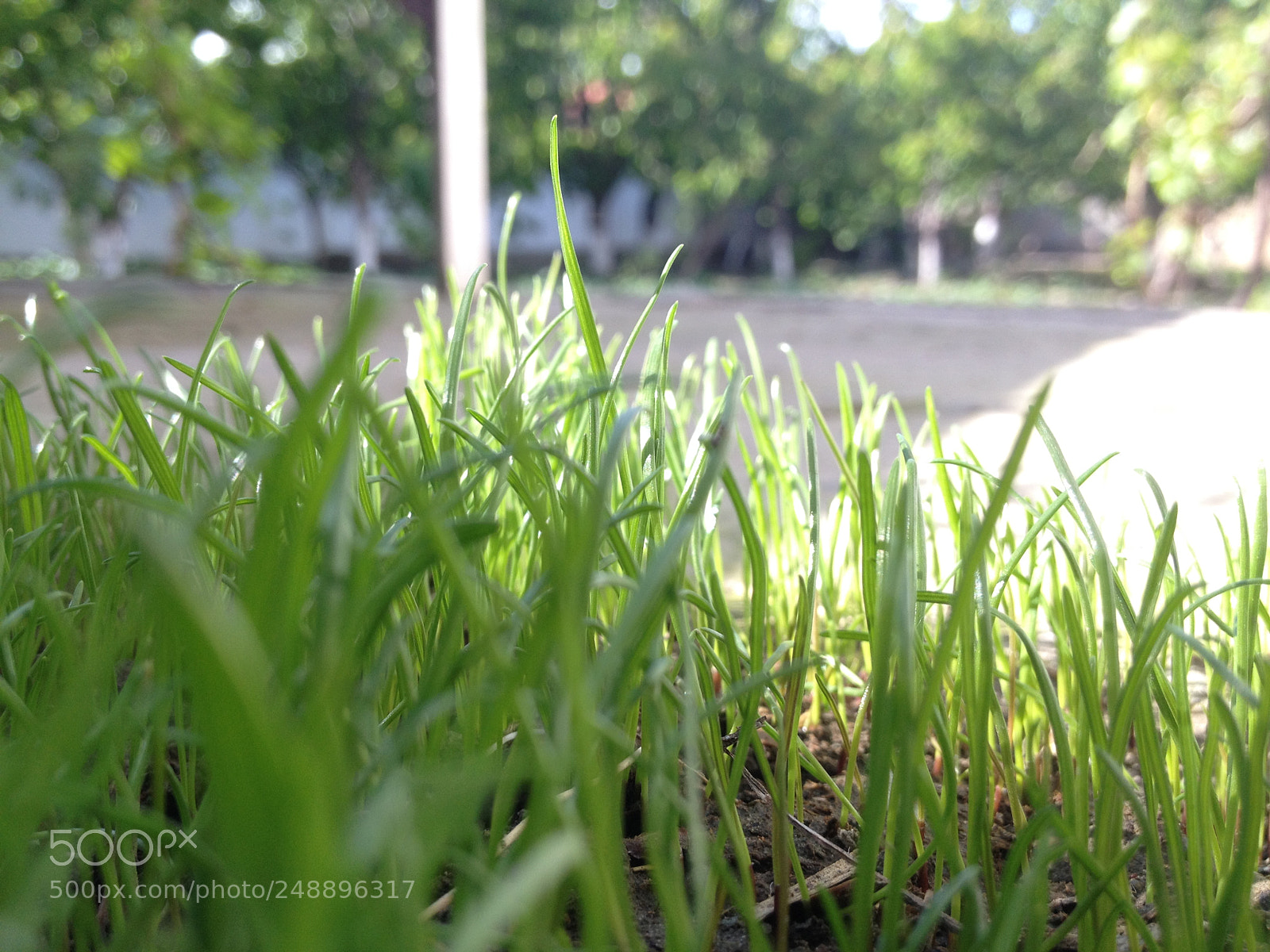 Apple iPhone 4S sample photo. Img photography