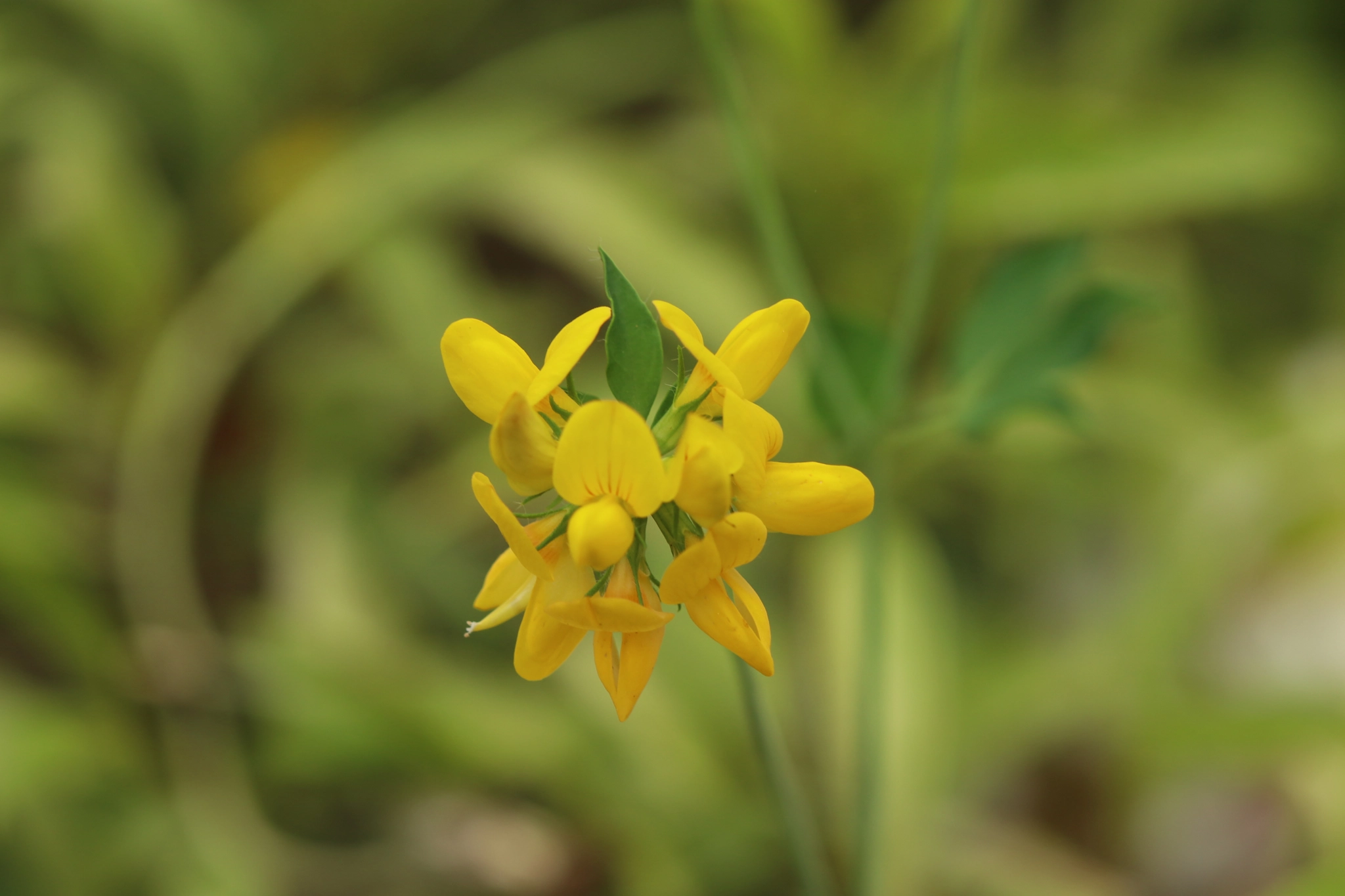 Canon EF 100mm F2.8 Macro USM sample photo. 029.jpg photography