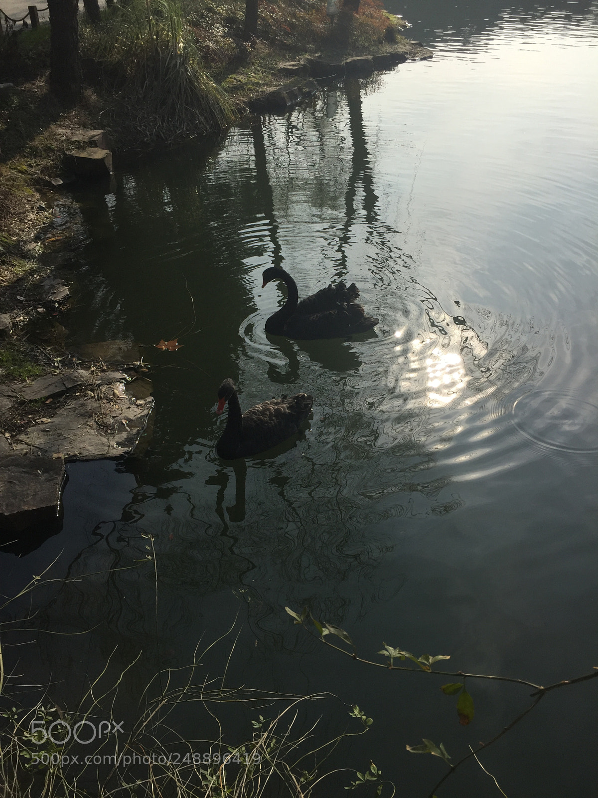 Apple iPhone 6 sample photo. Untitled photography