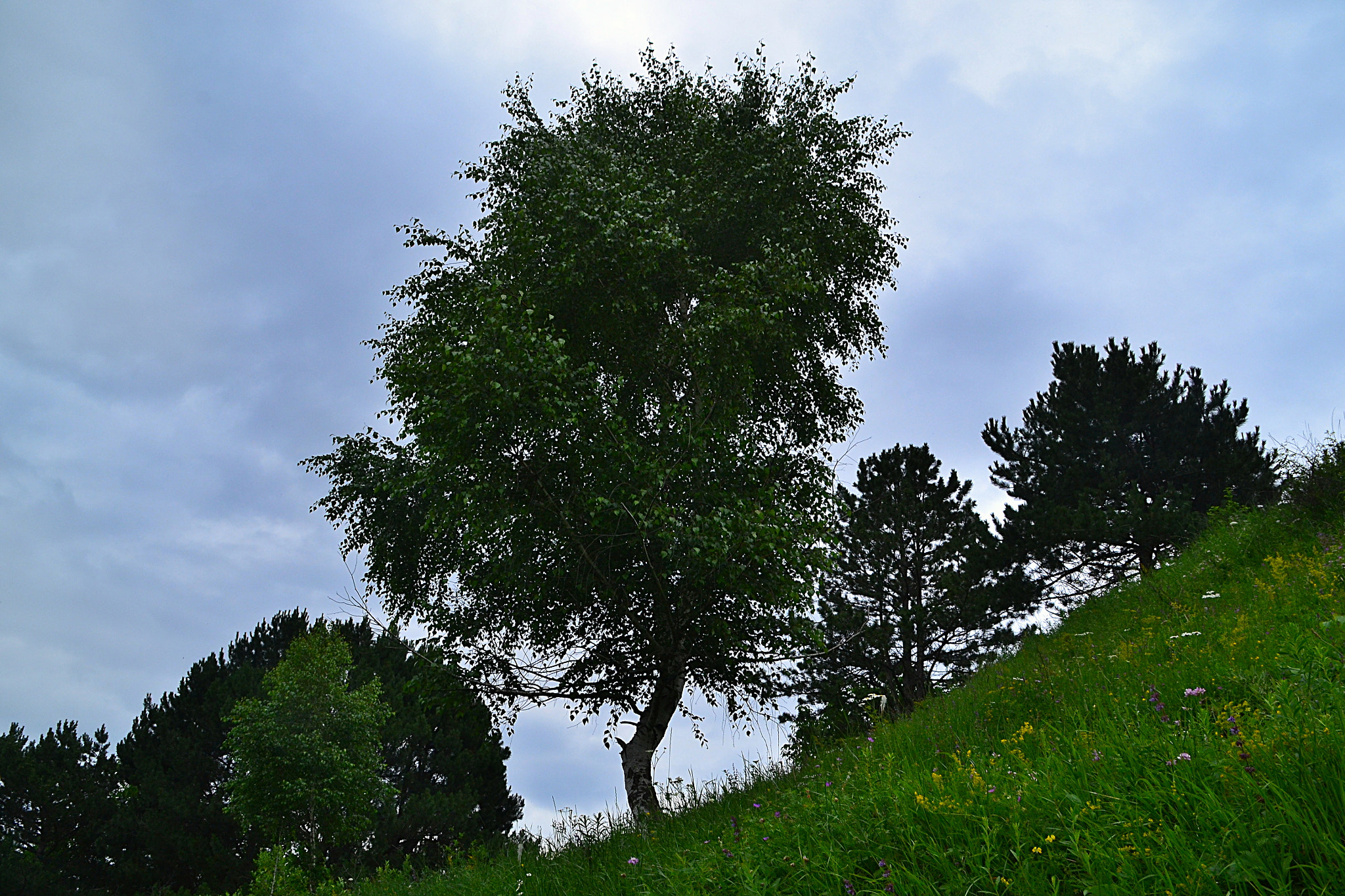 Nikon D3100 sample photo. Crankled birch photography