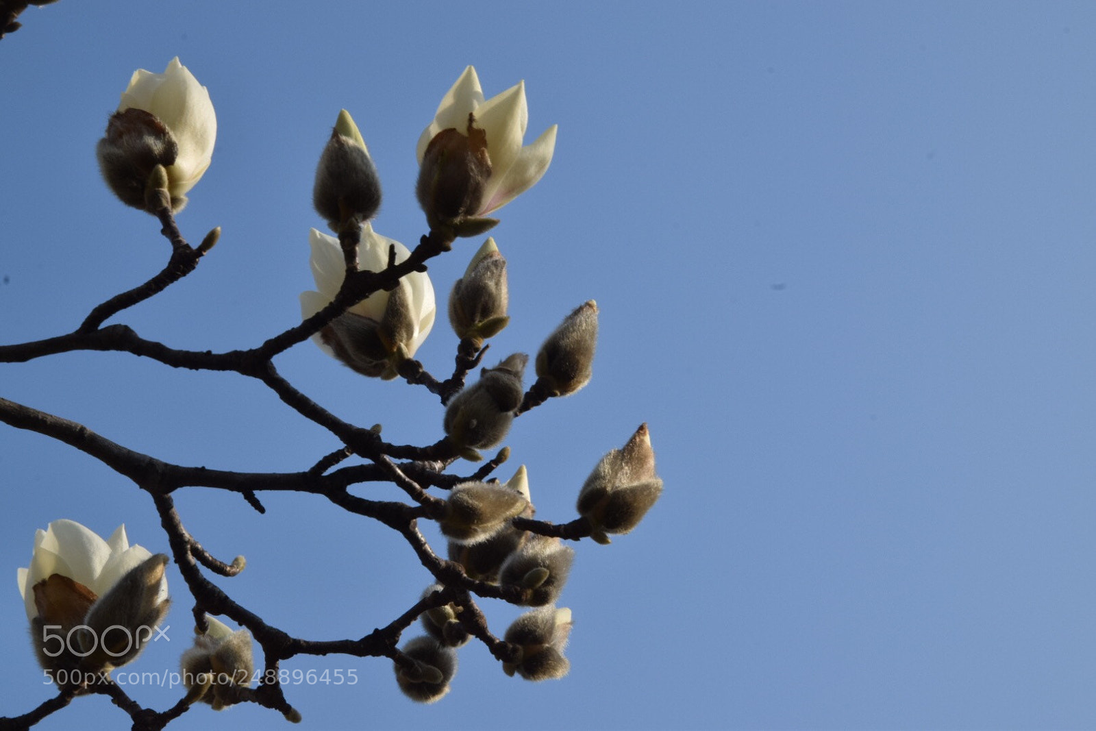 Nikon D5300 sample photo. Untitled photography
