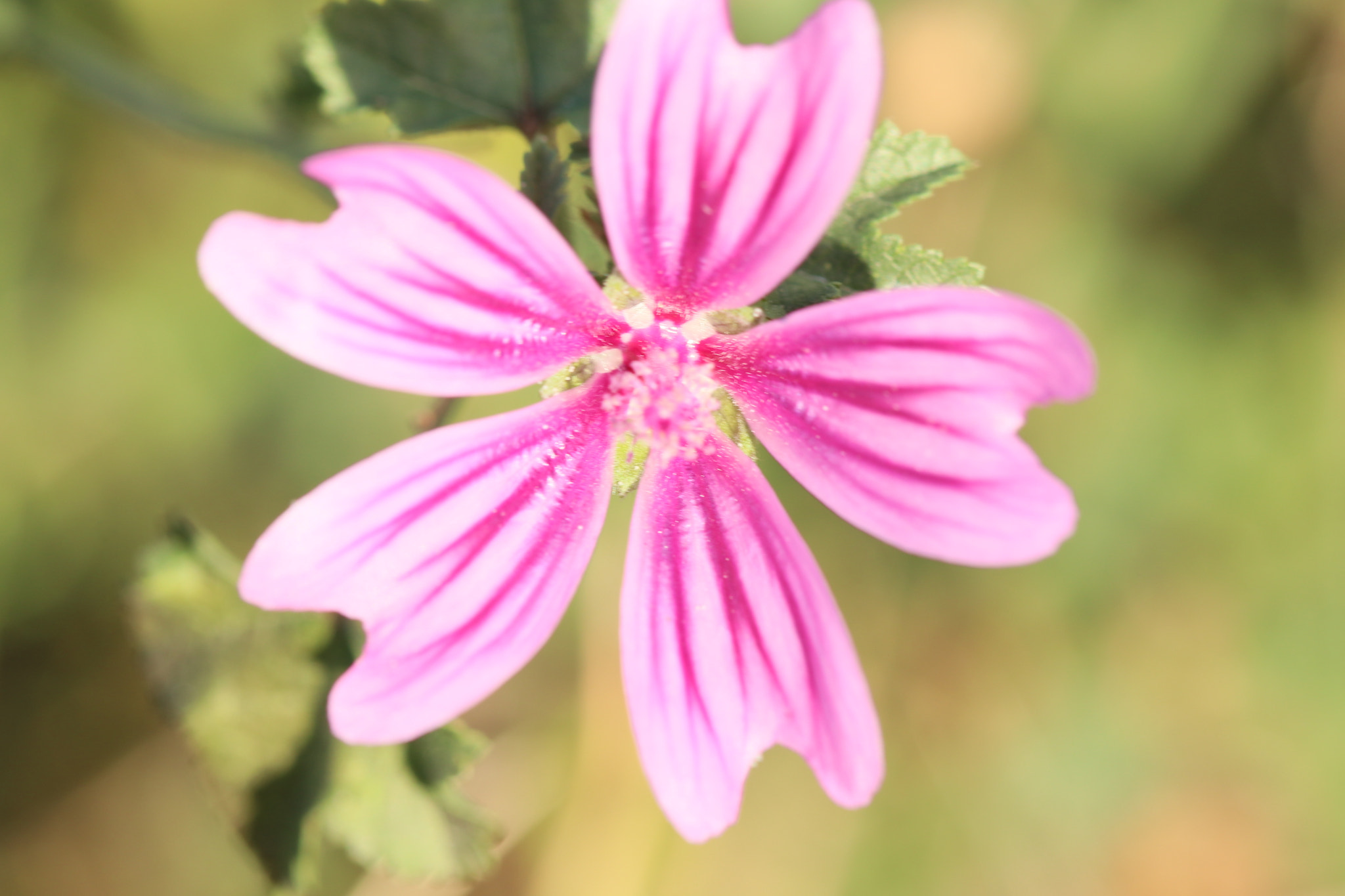 Canon EF 100mm F2.8 Macro USM sample photo. 004.jpg photography