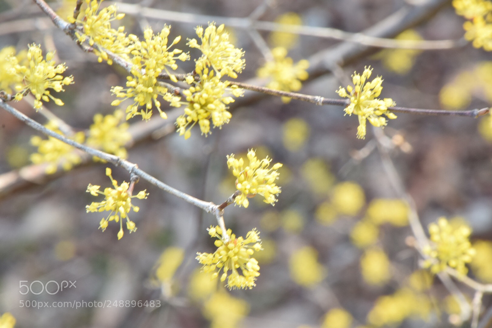 Nikon D5300 sample photo. Untitled photography