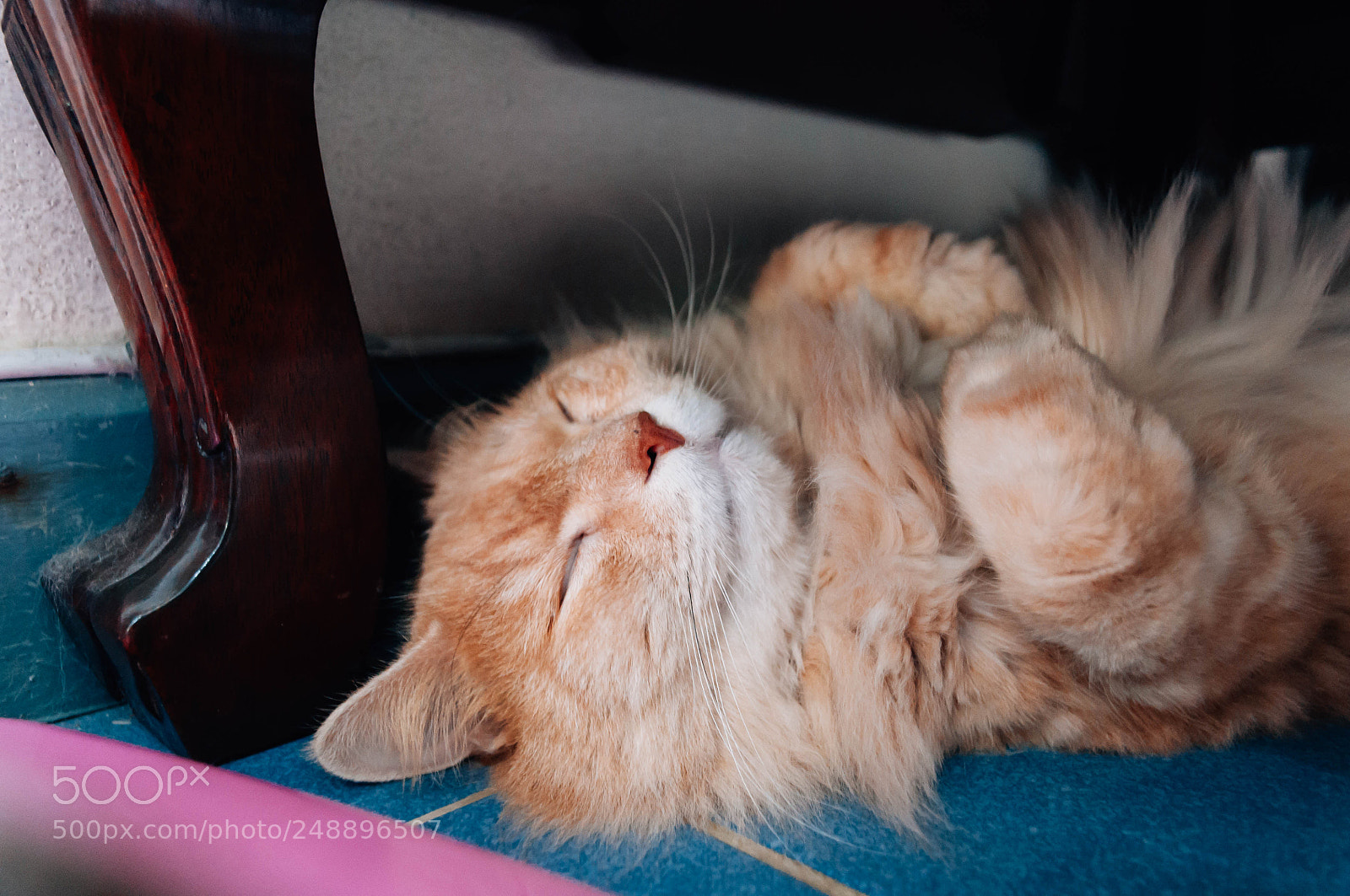 Nikon D5000 sample photo. Cat is sleeping photography