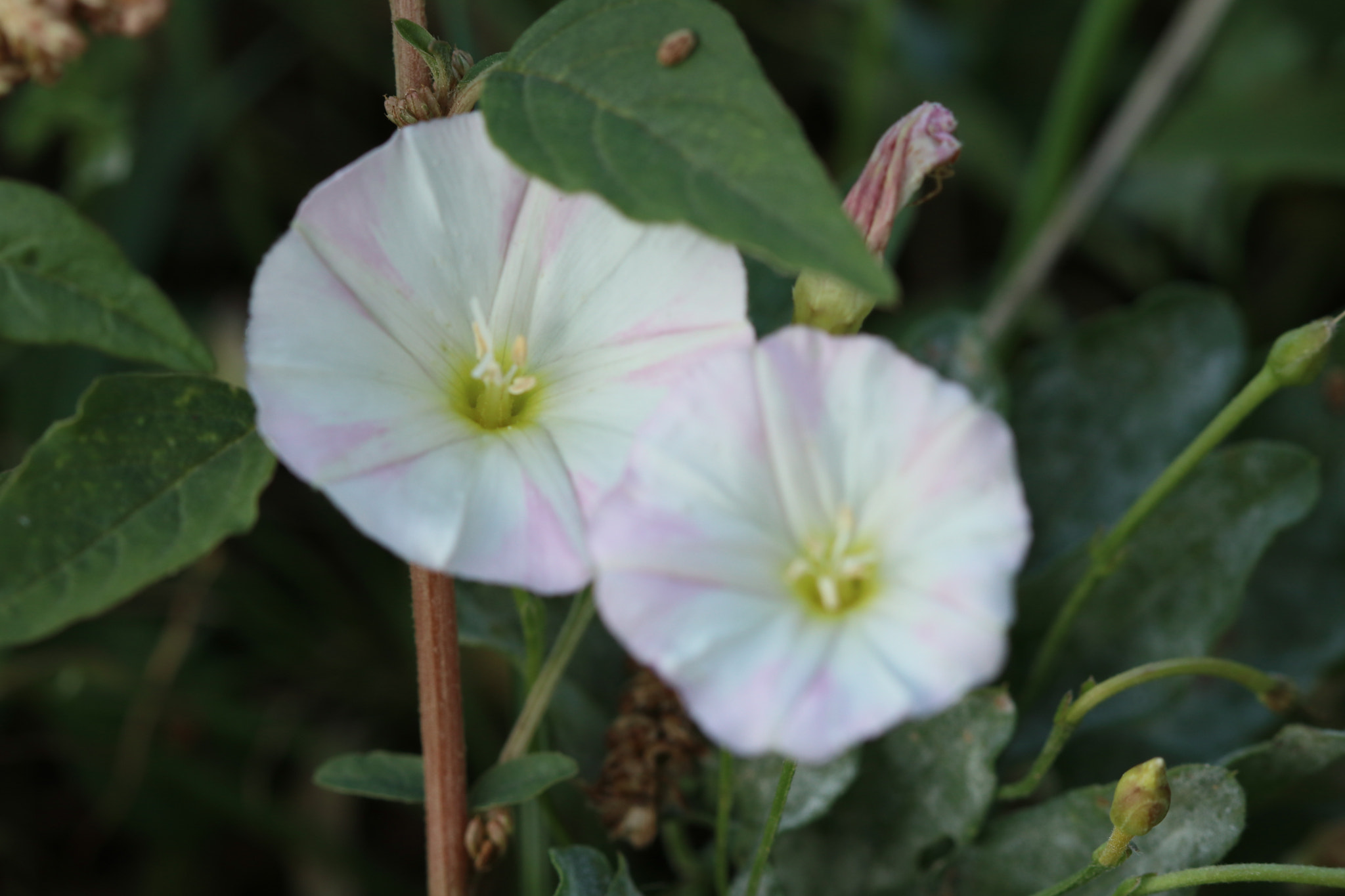 Canon EF 100mm F2.8 Macro USM sample photo. 006.jpg photography