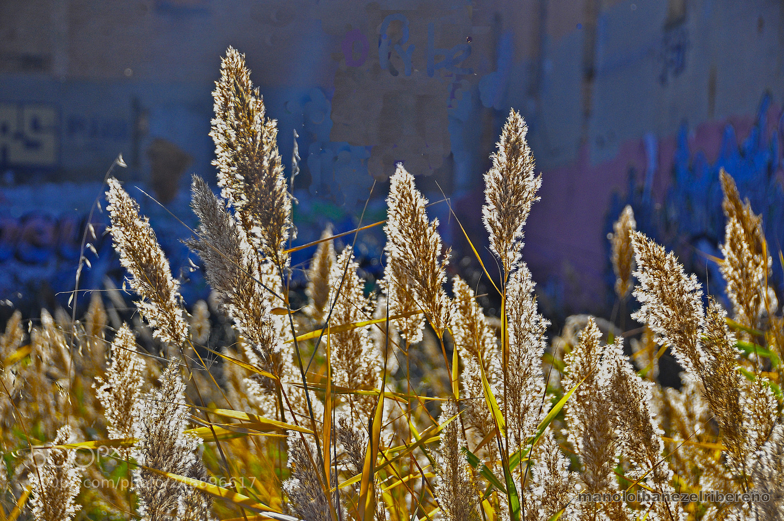 Nikon D90 sample photo. Cbo photography